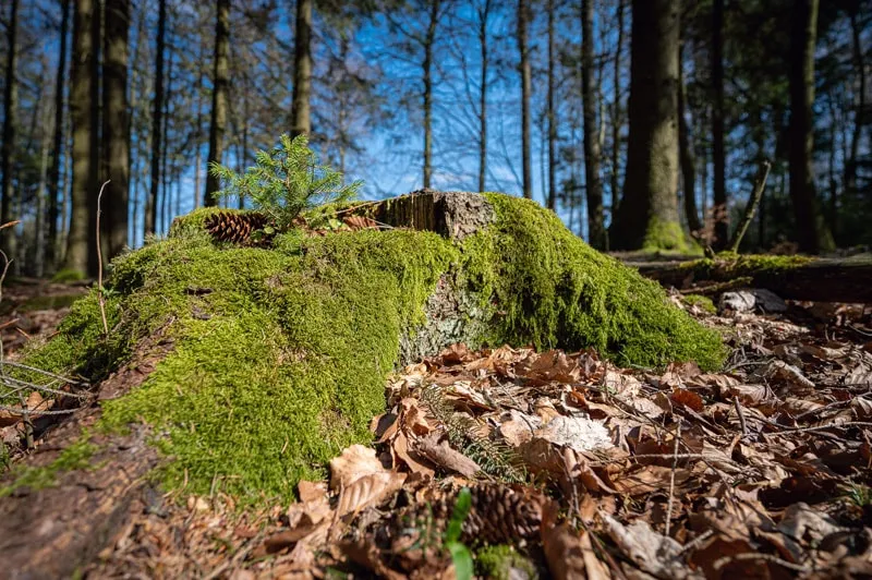 forestry