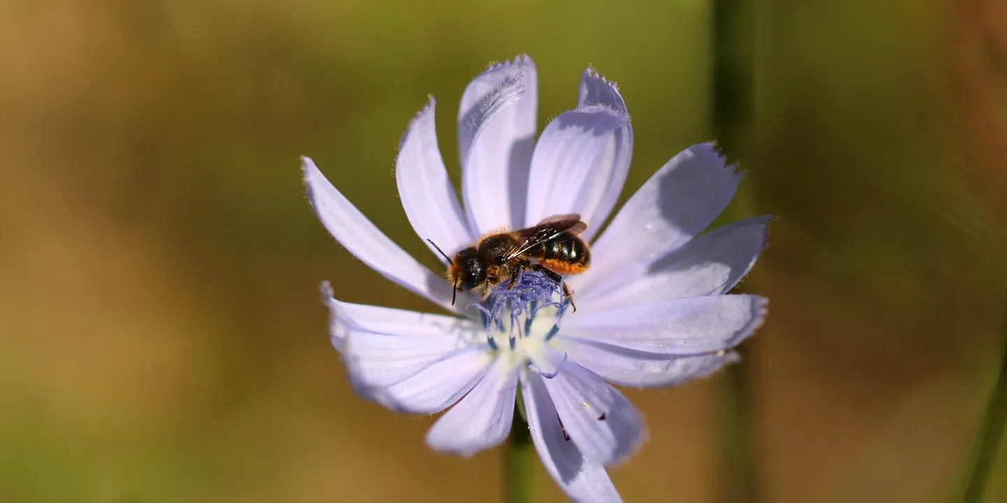 Les abeilles face aux aléas climatiques