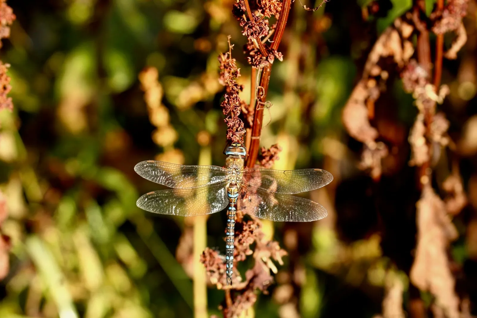 biodiversité photovoltaiques