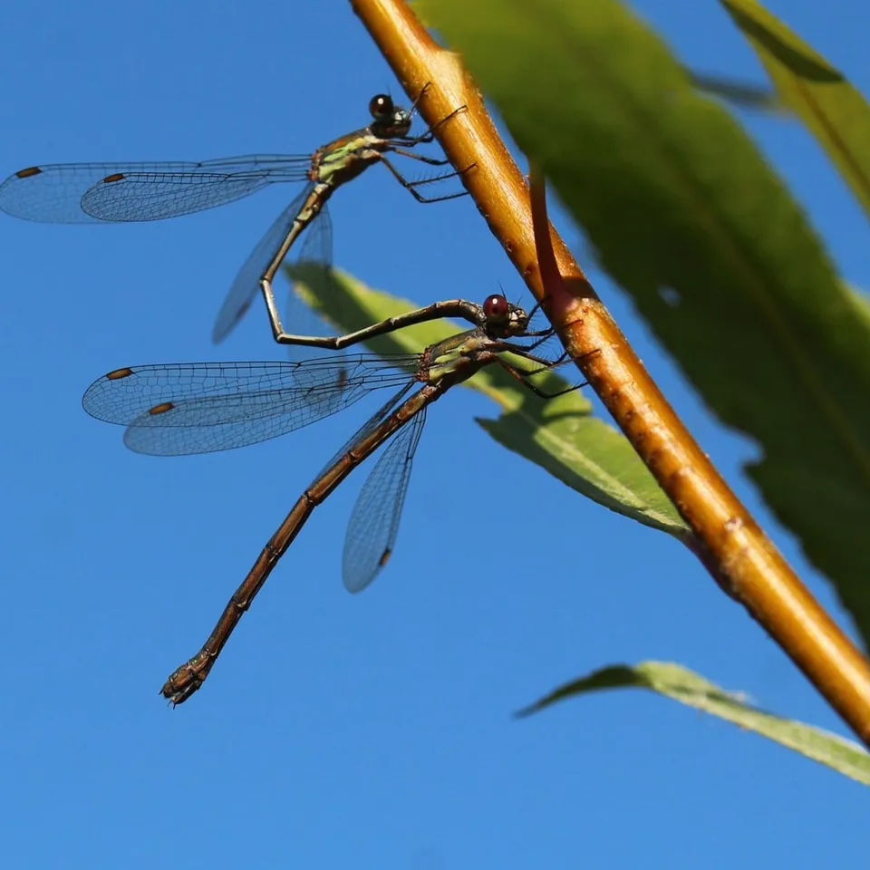 Survey biodiversity with ecological audits
