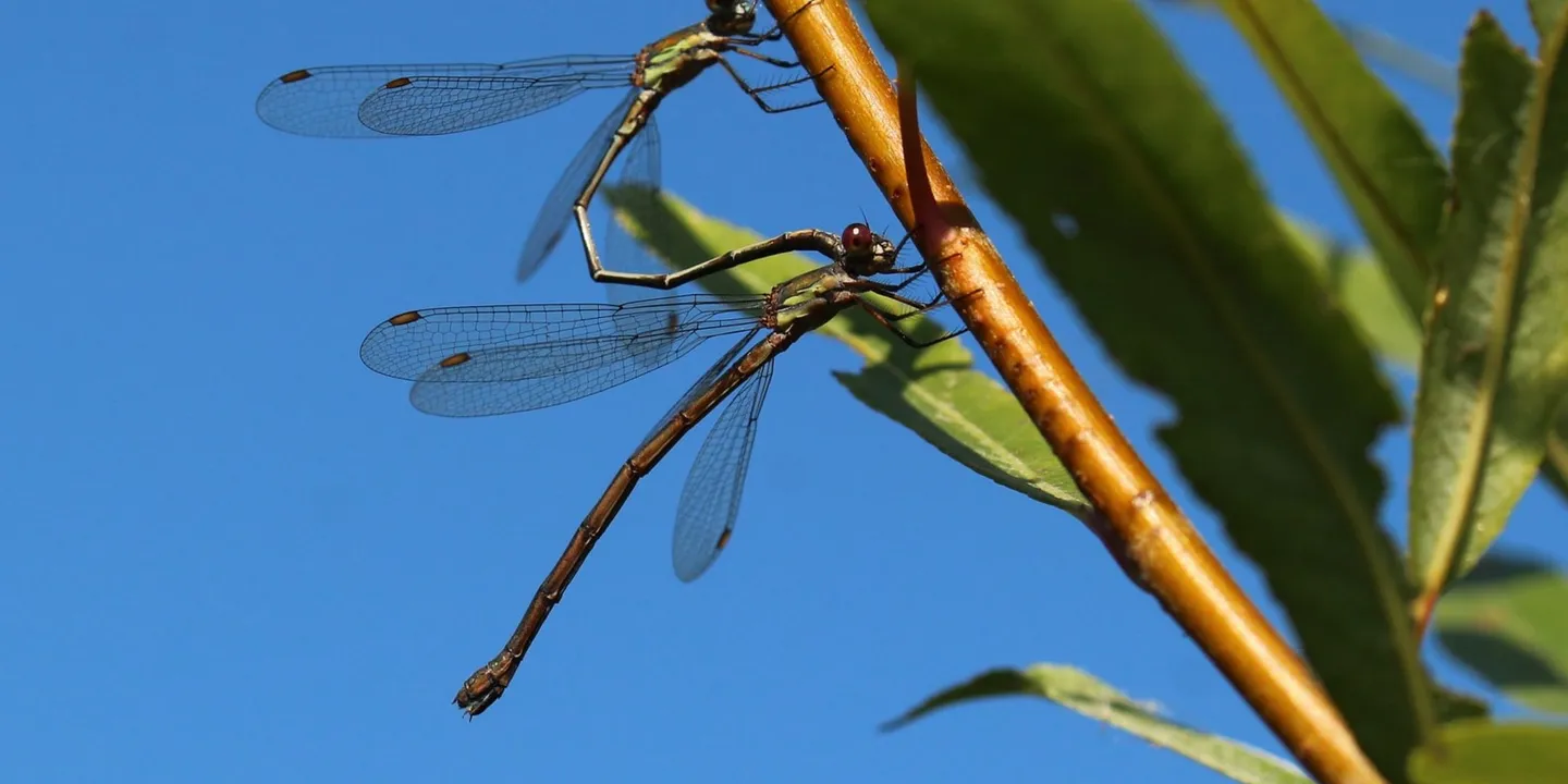 Recenser la biodiversité avec des audits écologiques