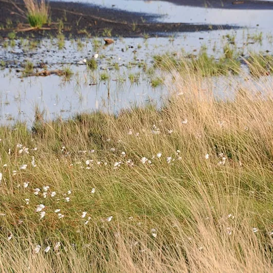 Water: where does it come from, and how does biodiversity protect it?
