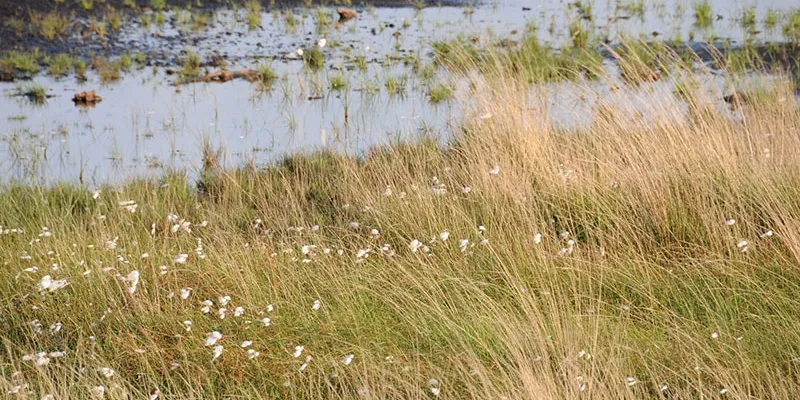 Water: where does it come from, and how does biodiversity protect it?