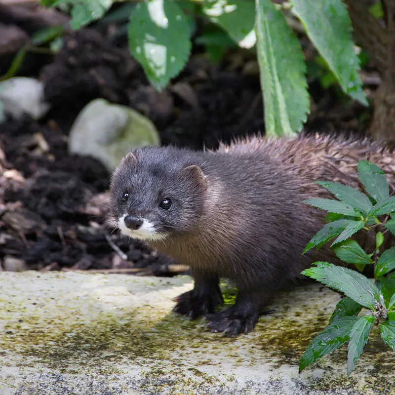 European mink