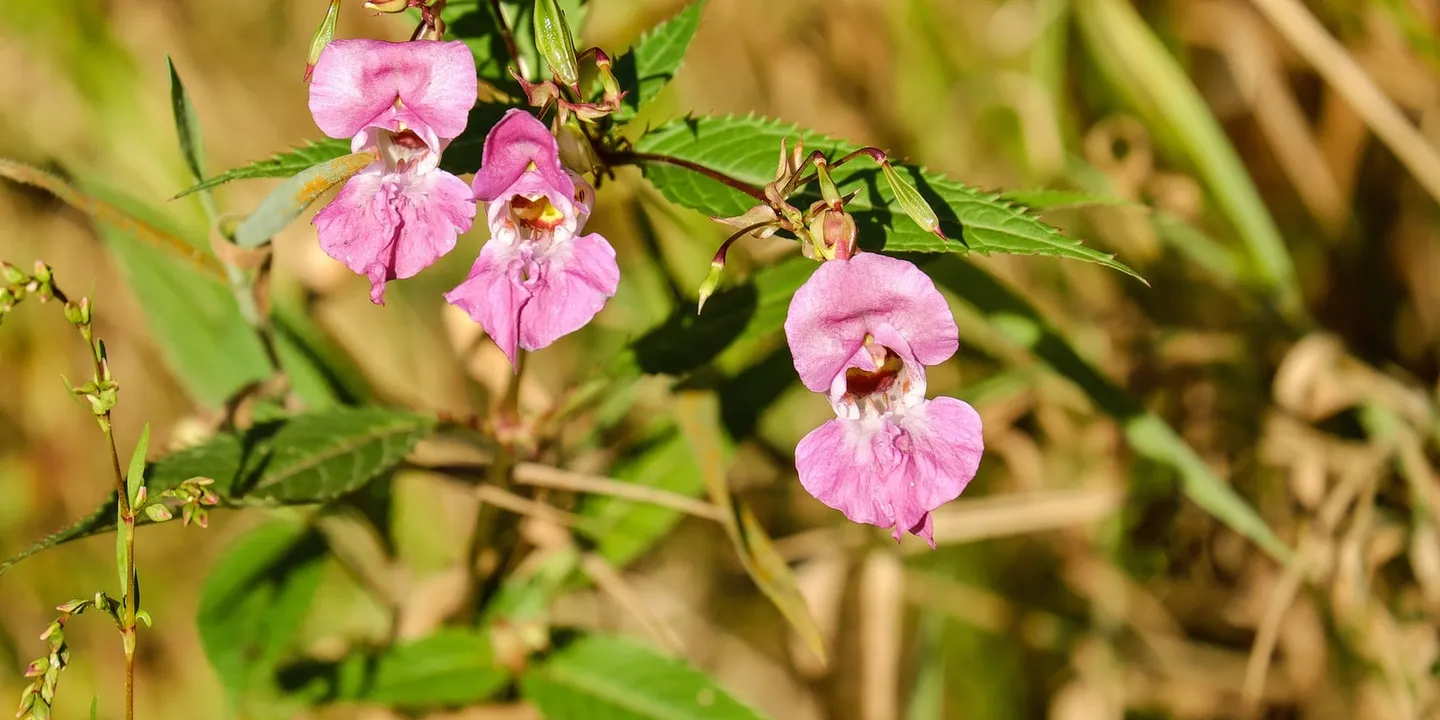 Espèces invasives : une des causes majeures du déclin de la biodiversité