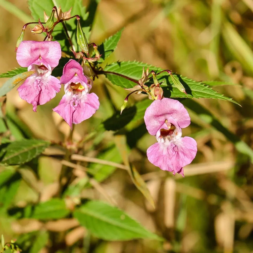Espèces invasives : une des causes majeures du déclin de la biodiversité
