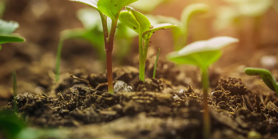 La biodiversité est vitale
