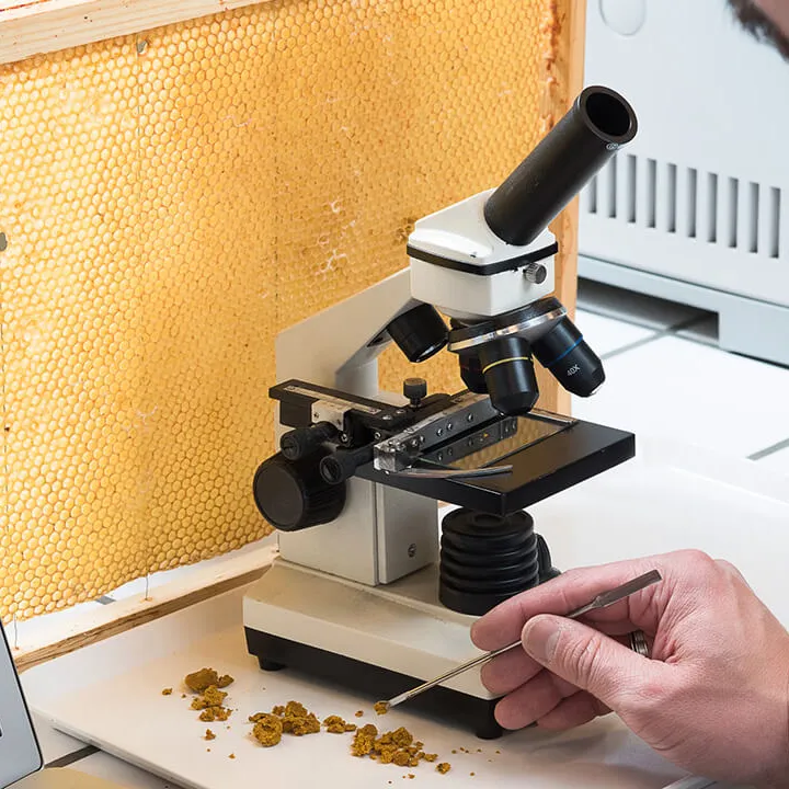 Le Dr Bach Kim Nguyen analyse des échantillons de pollen au microscope.