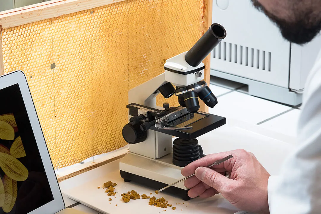 Dr Bach Kim Nguyen analysing pollen samples under a microscope.