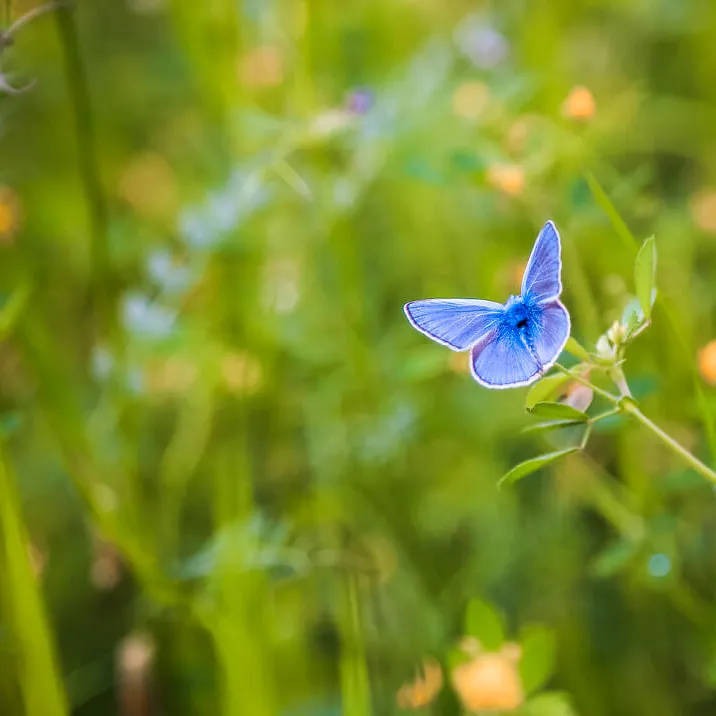 Qu’est-ce que la biodiversité ?