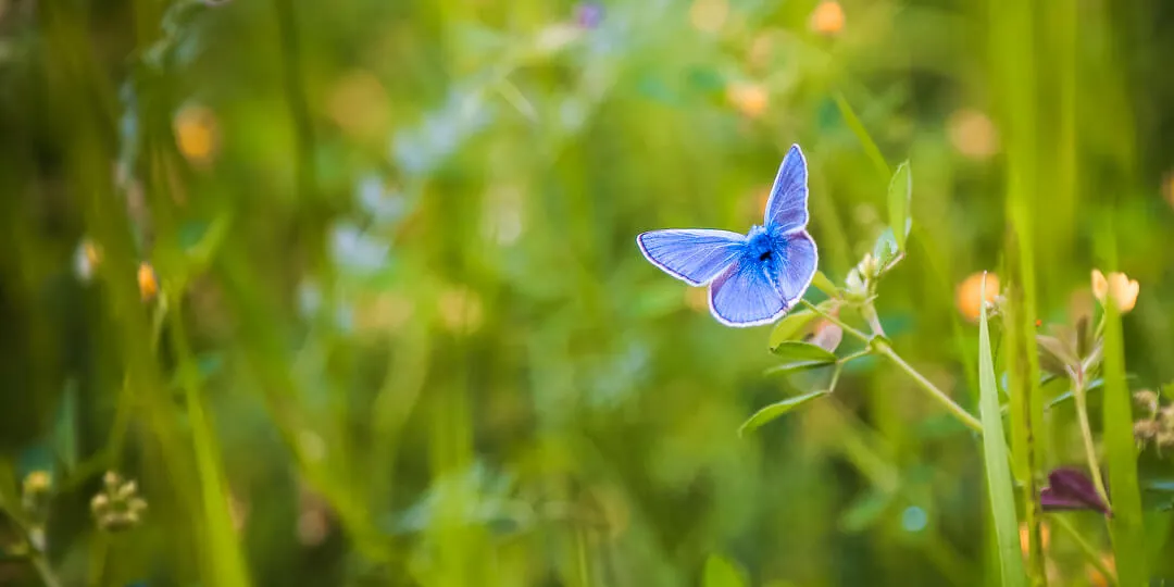 Qu’est-ce que la biodiversité ?