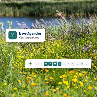 A wildflower meadow by a pond, with the BeeOgarden app icon over Caltha palustris and its flowering calendar, March to June