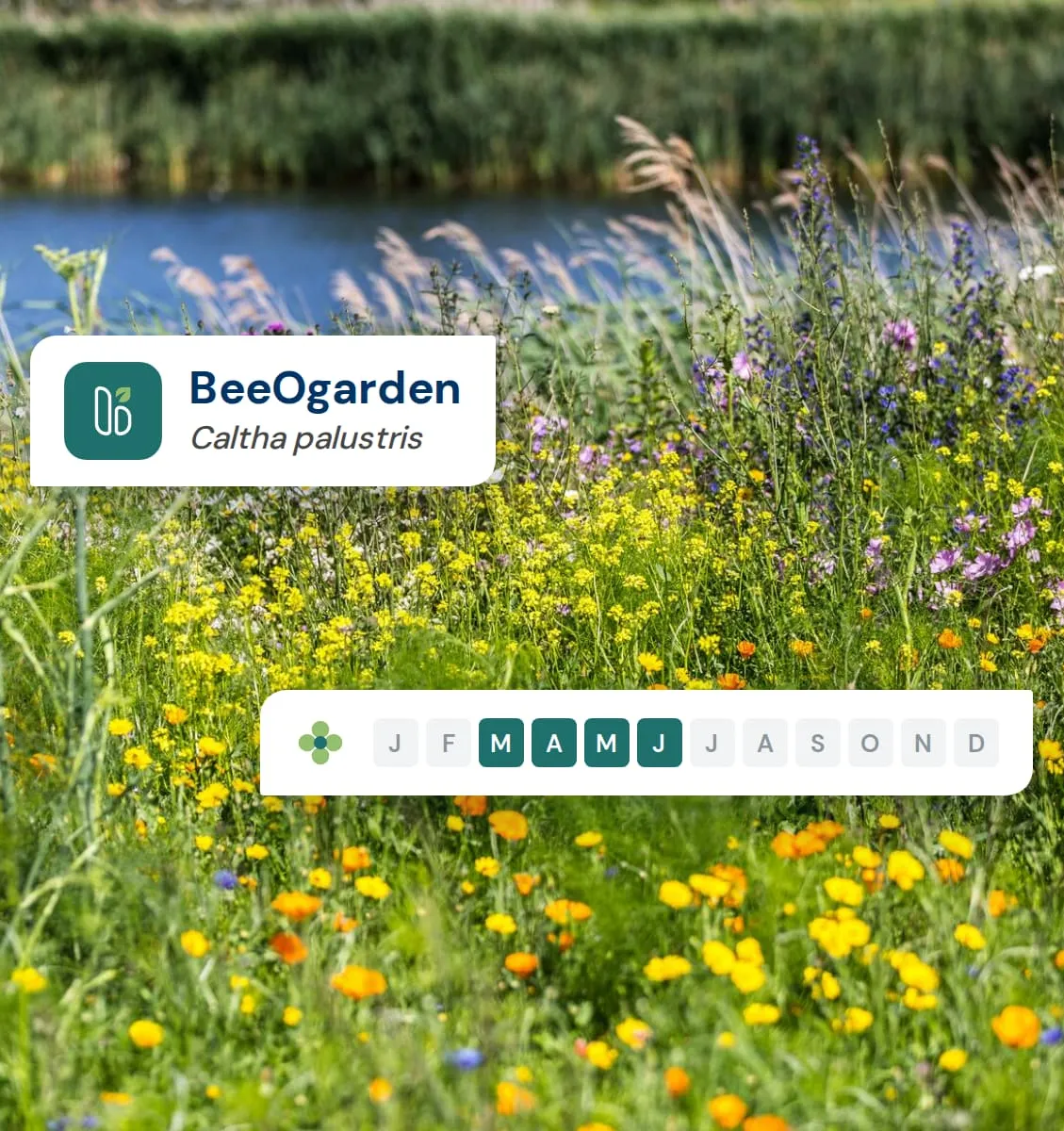 Een bloemenweide aan een vijver, met het icoon van de BeeOgarden-app boven Caltha palustris en de bloeikalender, van maart tot juni