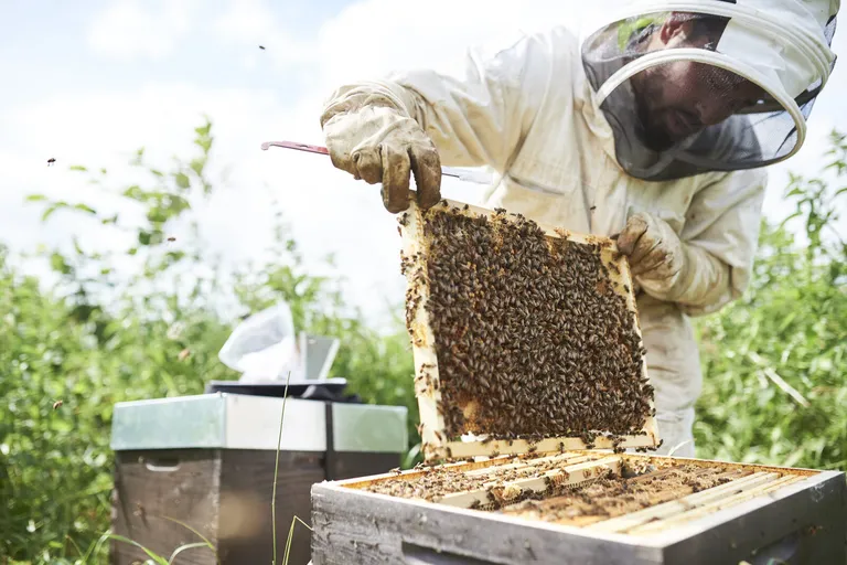 A beekeeper in protective gear lifts a frame covered in honeybees from a hive