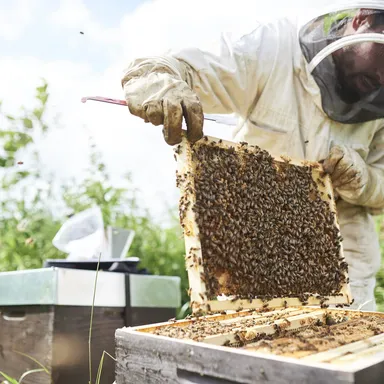 A beekeeper in protective gear lifts a frame covered in honeybees from a hive