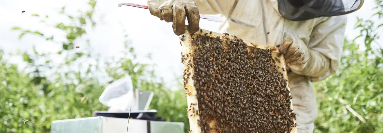 A beekeeper in protective gear lifts a frame covered in honeybees from a hive