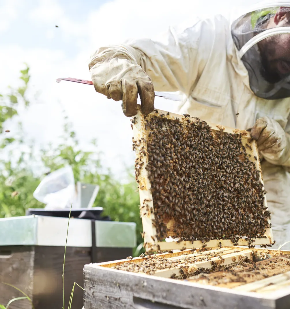 Un apiculteur en tenue de protection soulève d'une ruche un cadre couvert d'abeilles