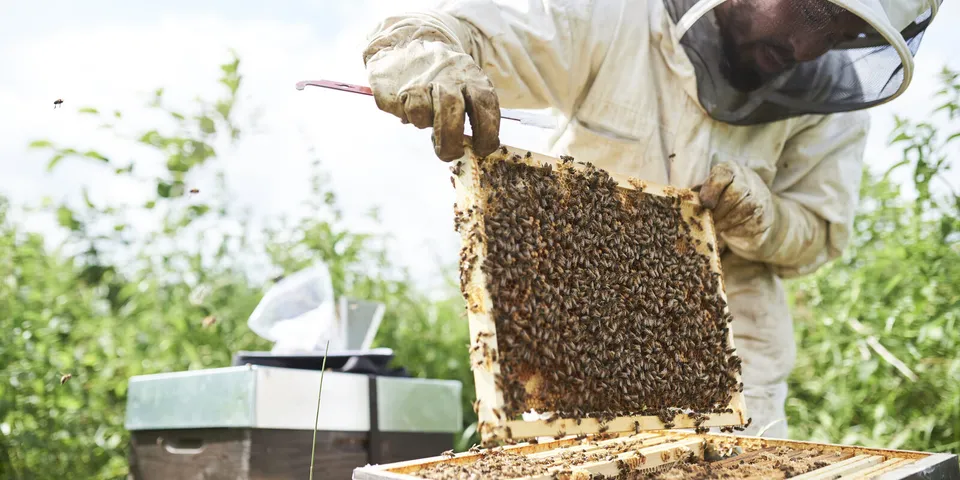 A beekeeper in protective gear lifts a frame covered in honeybees from a hive