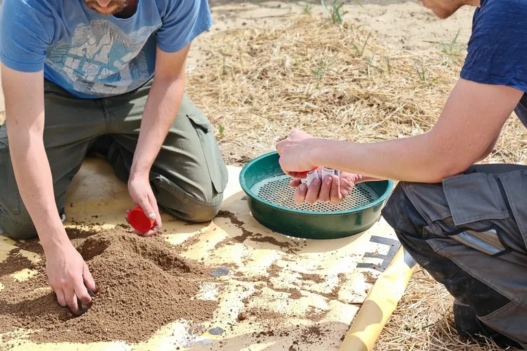 Two field technicians sieve and sample soil beside a maize field