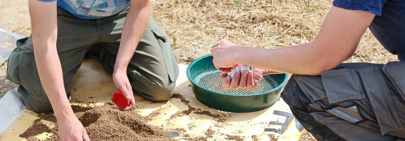 Two field technicians sieve and sample soil beside a maize field