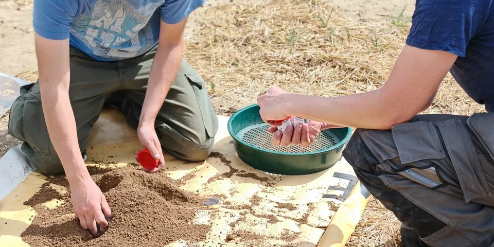 Two field technicians sieve and sample soil beside a maize field