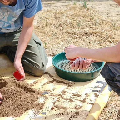 Two field technicians sieve and sample soil beside a maize field