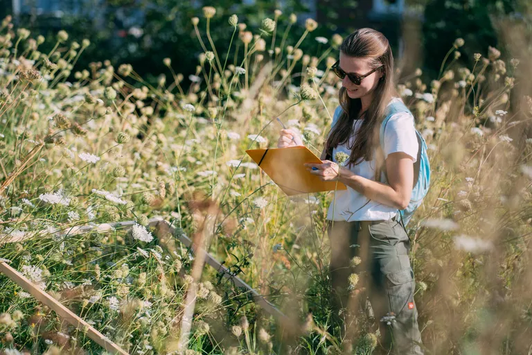 An ecologist records species on a clipboard in a meadow of wild carrot and scabious