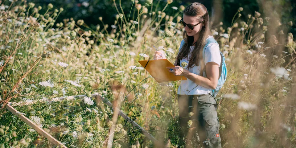 An ecologist records species on a clipboard in a meadow of wild carrot and scabious