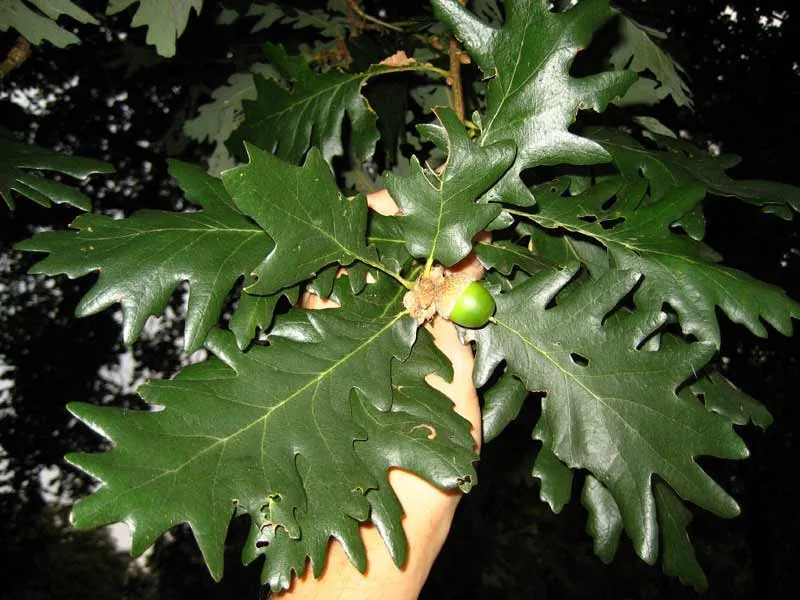 Chêne de Hongrie (Quercus frainetto), arbre recommandé pour la biodiversité et le rafraîchissement urbain