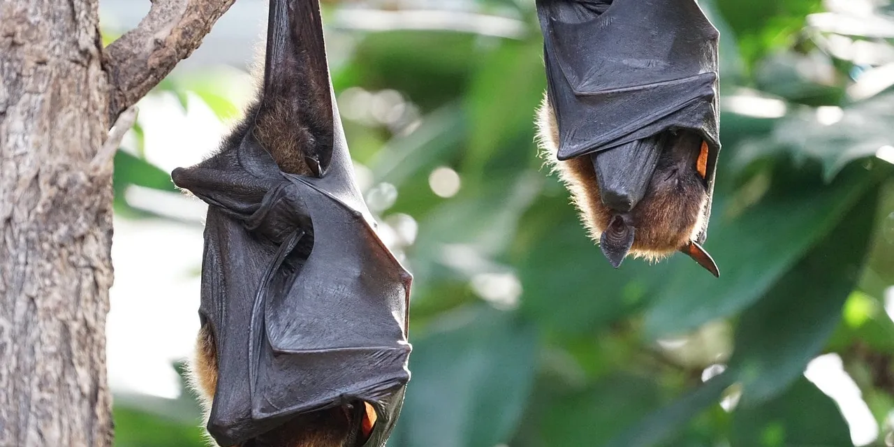 Pourquoi la régénération de la biodiversité est essentielle pour éviter des crises sanitaires telles que celle du COVID-19 !