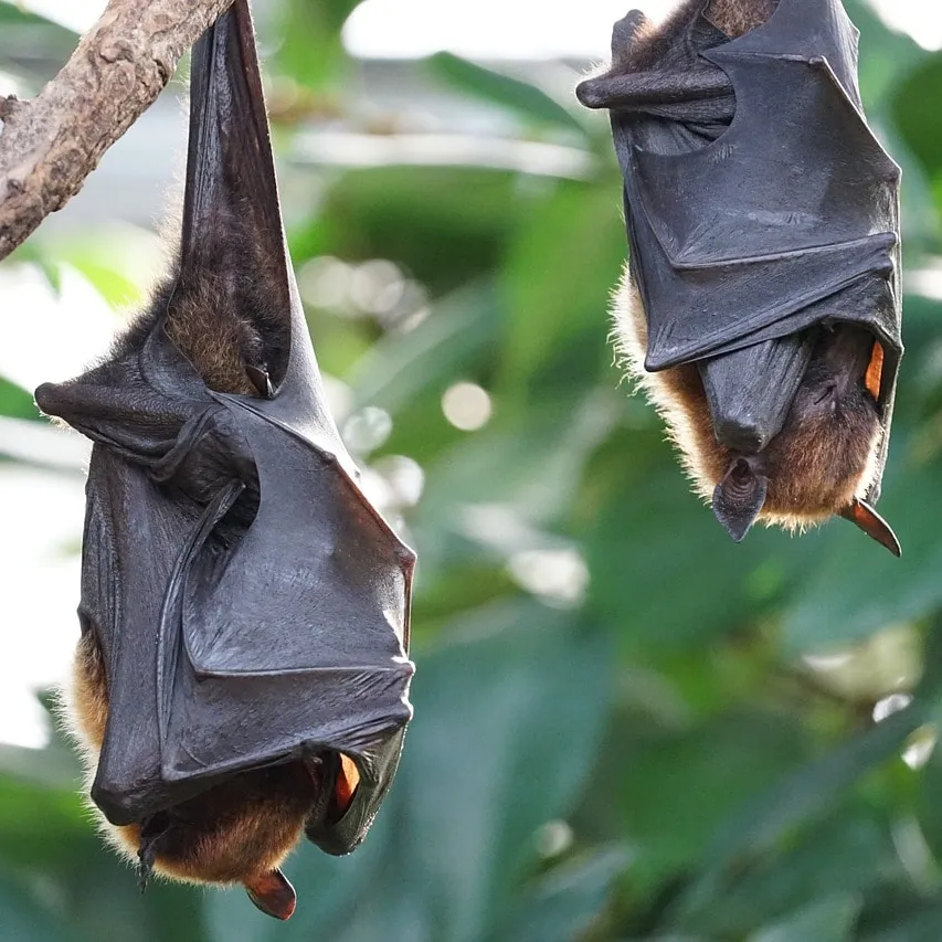 Pourquoi la régénération de la biodiversité est essentielle pour éviter des crises sanitaires telles que celle du COVID-19 !