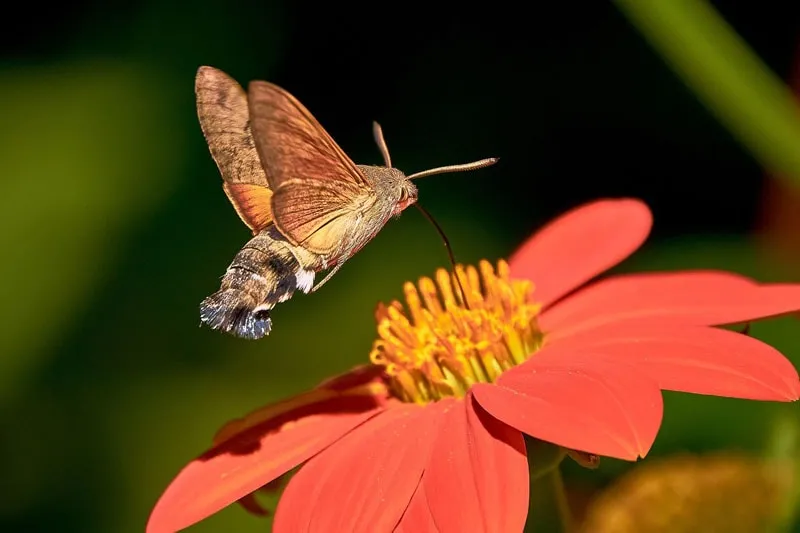 hummingbird hawk moth