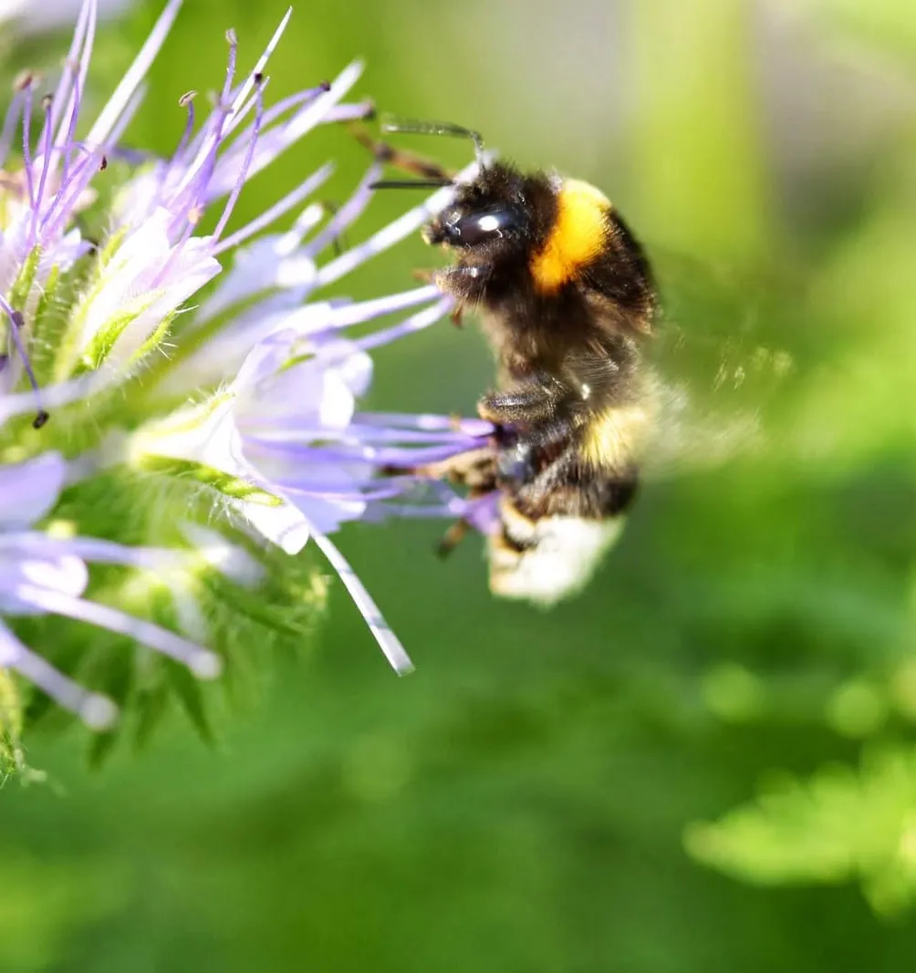 Een hommel die foerageert op phaceliabloemen.