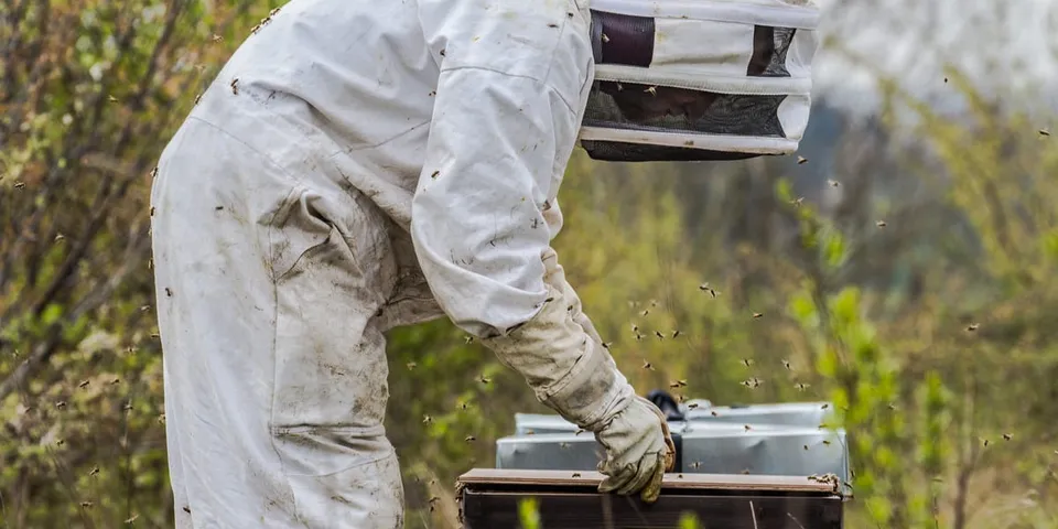 Een imker in beschermpak aan het werk bij een bijenkast.