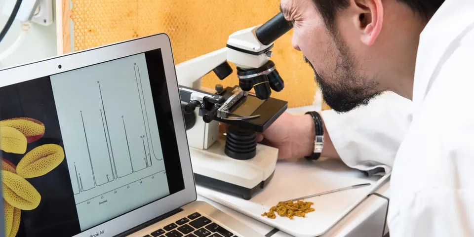 Een wetenschapper aan de microscoop, naast een laptop met pollenkorrels op het scherm.