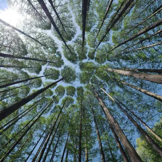 Biodiversity and real estate: 5 trees to tackle urban heat islands
