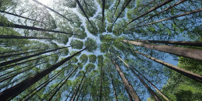 Biodiversité et immobilier : 5 arbres contre les îlots de chaleur