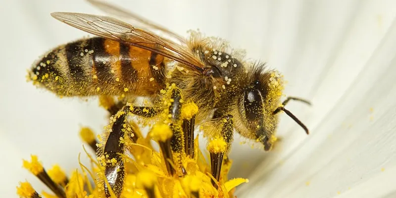 A honeybee gathering pollen on a flower.