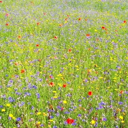 Pré fleuri