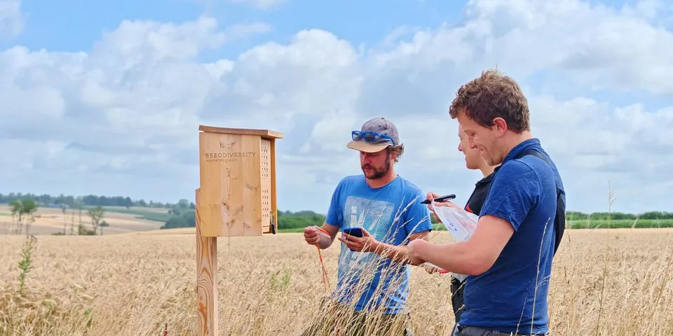 Three people check readings beside a wooden BeeOtel on a post in a ripe wheat field.