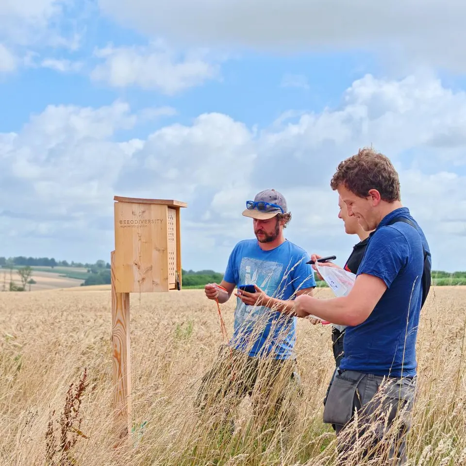 Three people check readings beside a wooden BeeOtel on a post in a ripe wheat field.