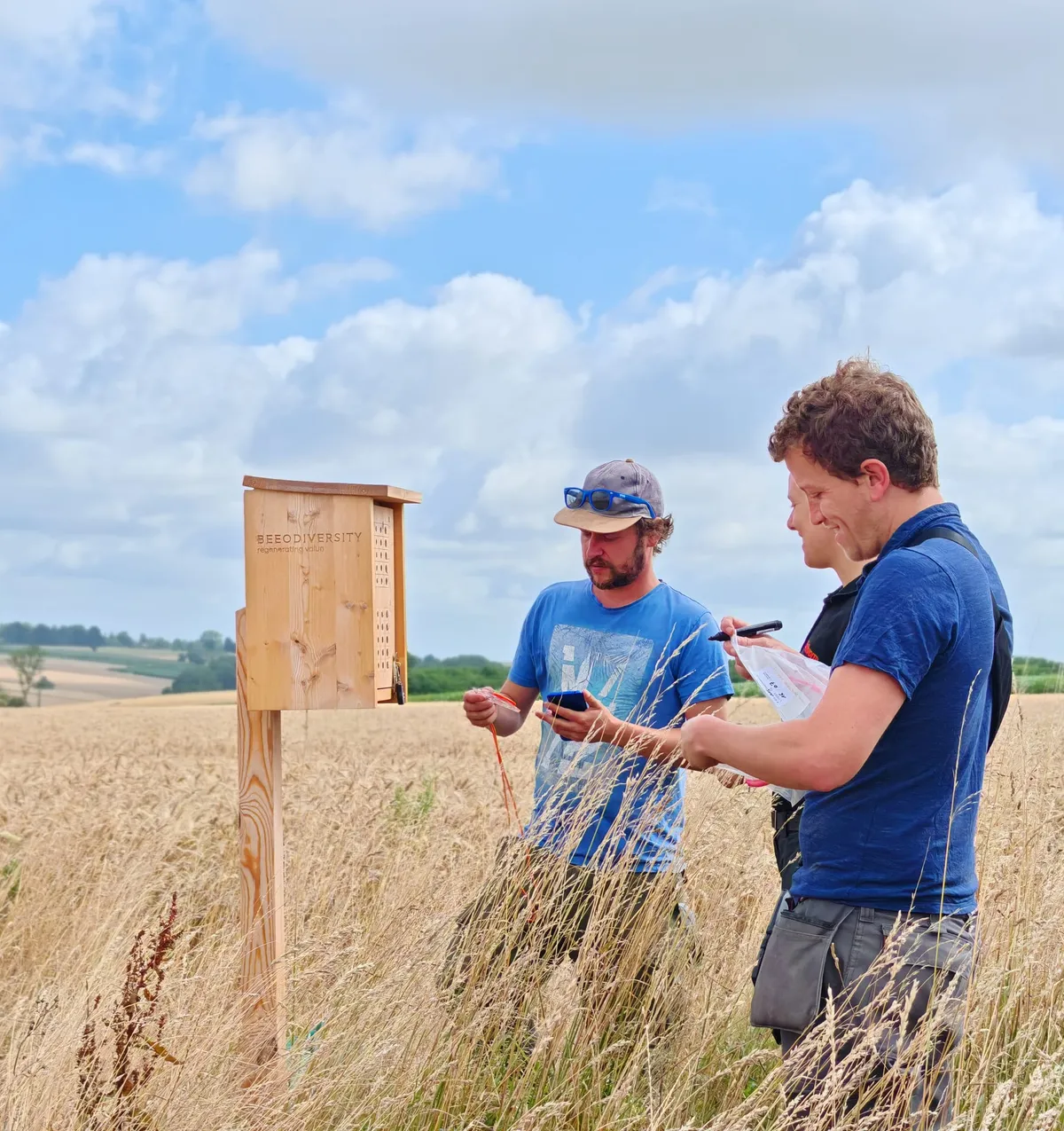 Trois personnes relèvent des mesures à côté d’un BeeOtel en bois fixé sur un poteau, dans un champ de blé mûr.