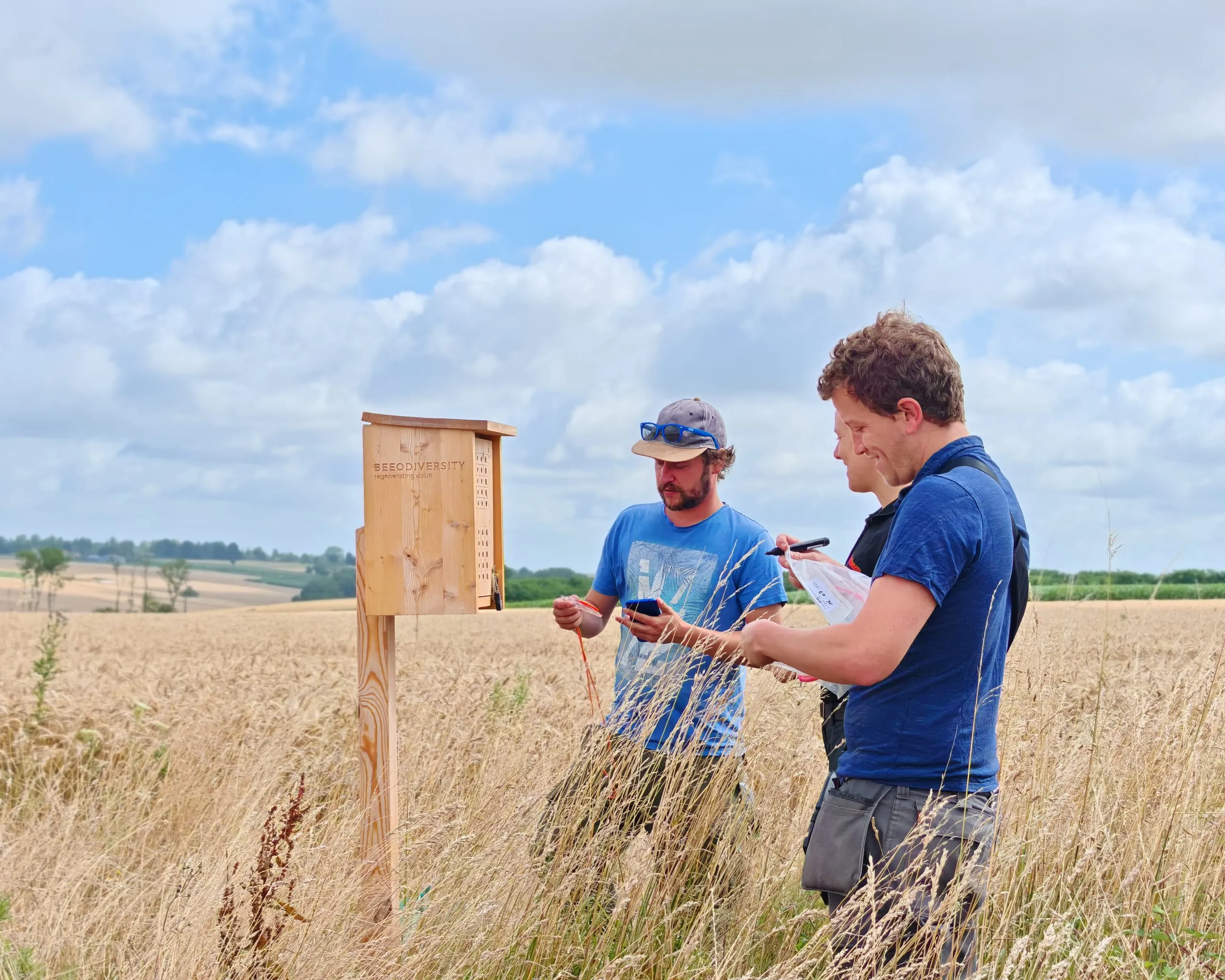 Trois personnes relèvent des mesures à côté d’un BeeOtel en bois fixé sur un poteau, dans un champ de blé mûr.