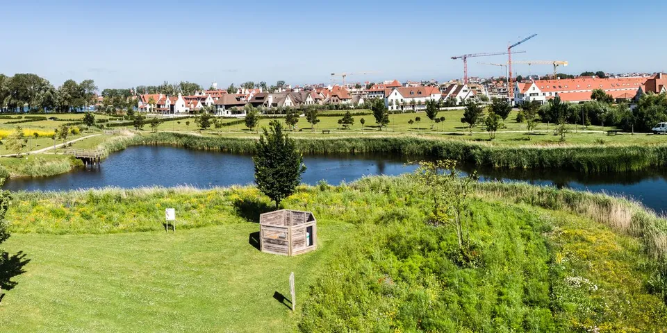 A pond and wildflower banks in a new residential district, with houses and cranes on the skyline.