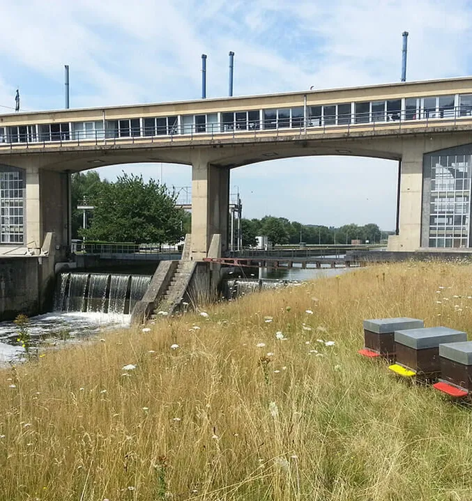 Quatre ruches dans les hautes herbes et les fleurs sauvages, au bord d’un barrage de rivière et de son bâtiment de commande en béton.