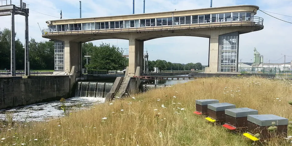 Four beehives stand in tall grass and wildflowers beside a river weir and its concrete control building.