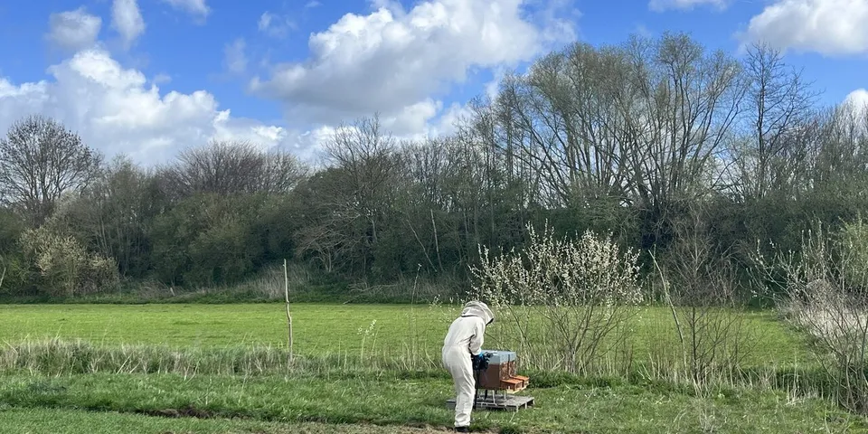 A person in a white beekeeping suit tends hives on a pallet in rough grassland, beside a flowering shrub and a line of trees under a blue sky.