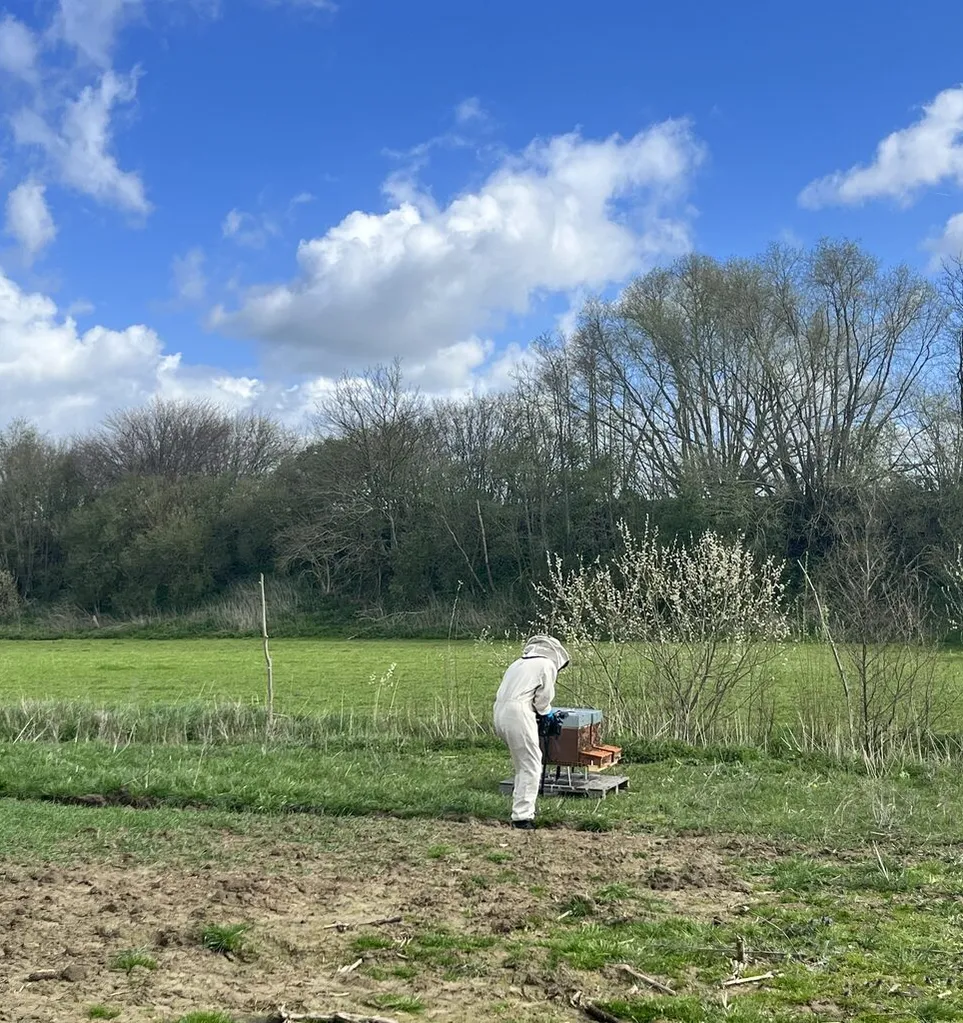 Une personne en combinaison d’apiculteur blanche s’occupe de ruches posées sur une palette, dans une prairie rustique, à côté d’un arbuste en fleurs et d’une rangée d’arbres sous un ciel bleu.