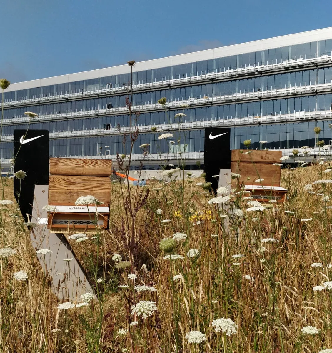 Two beehives in a meadow of wild carrot and tall grasses in front of a long glass office building.