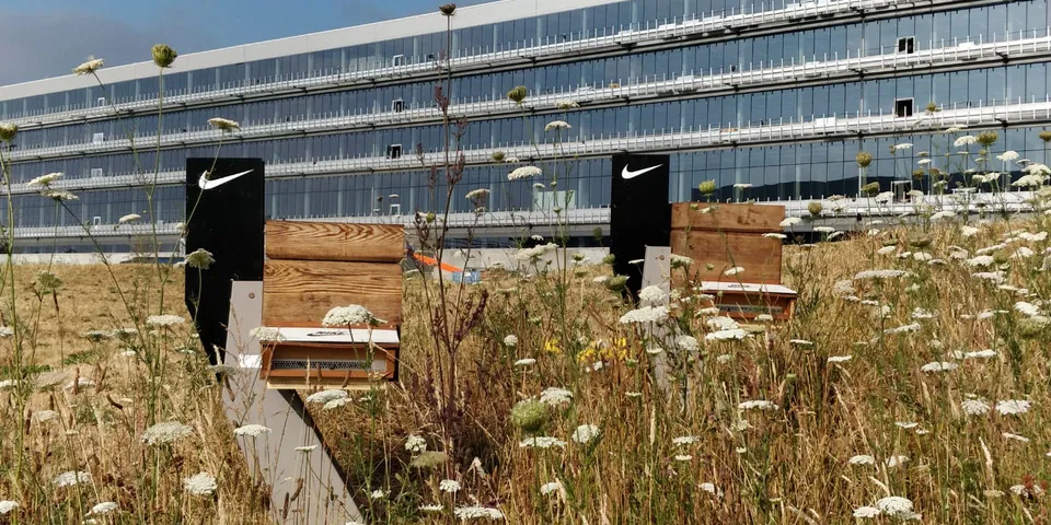 Two beehives in a meadow of wild carrot and tall grasses in front of a long glass office building.